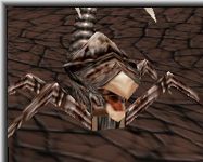 Apus - Click To Enlarge