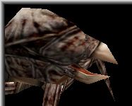 Apus - Click To Enlarge