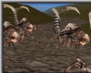 Apus - Click To Enlarge