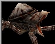 Apus - Click To Enlarge