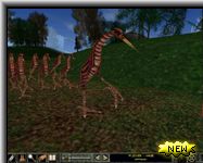 Picus Candid - Click To Enlarge